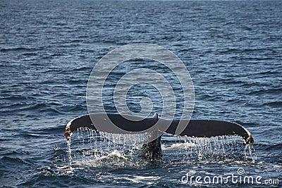 Humpback Whale Tail Stock Photo