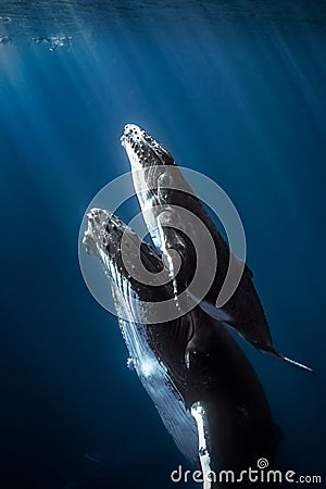 Humpback whales Stock Photo