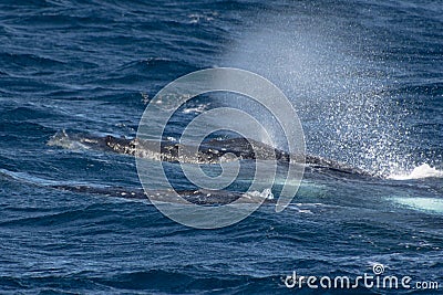 Sydney, NSW/Australia: Whales Watching in the Australian Ocean Stock Photo