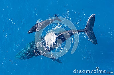 Humpback whales photographed from above with aerial drone off the coast of Kapalua, Hawaii Stock Photo