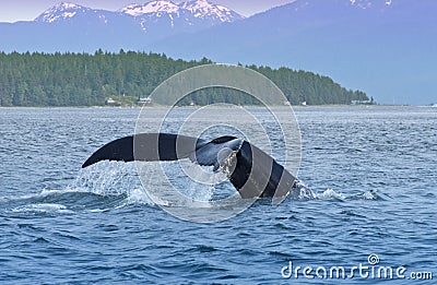 Humped Back Whale Tail, Nature, Wildlife Alaska Stock Photo