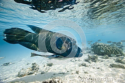 Humphead wrasse Cheilinus undulatus Stock Photo