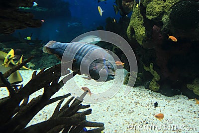 Humphead wrasse Stock Photo