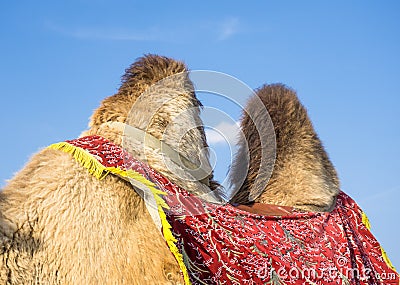 Humps of camel Stock Photo