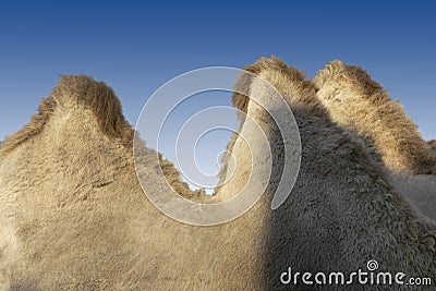 Humps of a camel on a blue background. Abstract image Stock Photo