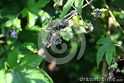 Humulus japonica (Japanese hop) flowers and fruits. Cannabaceae dioecious annual vine. Stock Photo