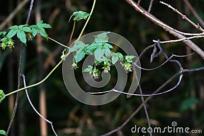 Humulus japonica (Japanese hop) flowers and fruits. Cannabaceae dioecious annual vine. Stock Photo