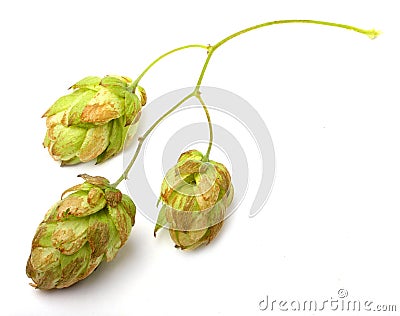 Humulus lupulus (Common hop) Stock Photo