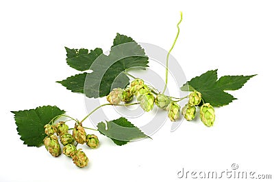 Humulus lupulus (Common hop) Stock Photo