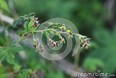 Humulus scandens female flower Stock Photo