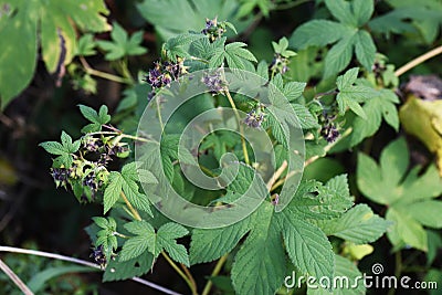 Humulus scandens female flower Stock Photo