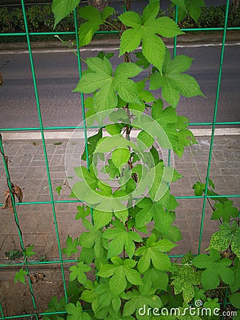 Humulus scandens Stock Photo