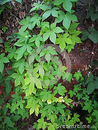 Humulus scandens Stock Photo