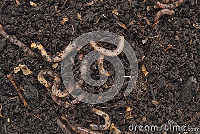 Humus produced by earthworms Californian Stock Photo