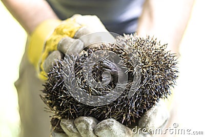 Hunched hedgehog kept in the hands in protective gloves. Stock Photo