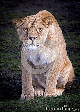 Lion at the Safari Park Stock Photo
