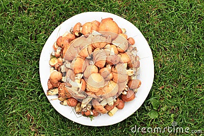 Hunderds of mushrooms Stock Photo