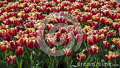 Hunderds of Red Tulip with Yellow Edges bespread Stock Photo