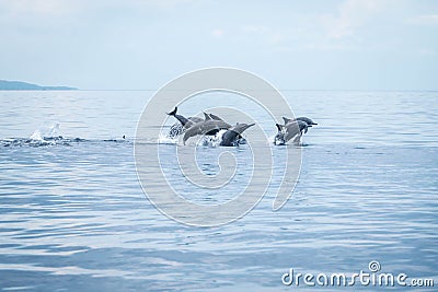 Hundred dolphins around us in Bais sand bar. Negros Oriental, Philippines Stock Photo