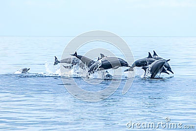 Hundred dolphins Negros Oriental, Philippines Stock Photo