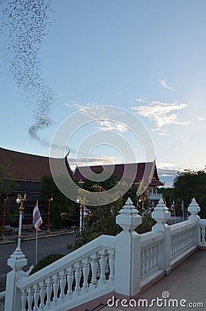 Hundred Million Bats at Wat Khao Chong Pran, Ratchaburi Thailand Stock Photo