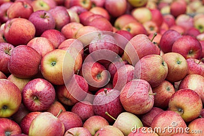 Hundreds of apples close Stock Photo