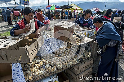 Hundreds of chicks for sale at the Otavalo animal market in Ecuador in South America. Editorial Stock Photo