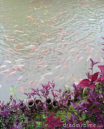 Hundreds of colorful fish in a clear water pond Stock Photo