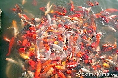 Hundreds of colorful Koi fish in Asian pond. Stock Photo