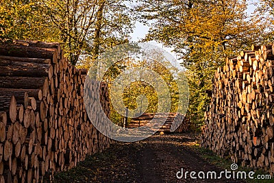 Hundreds of felled trees are piled up on a forest path in the autumn forest at the edge of the path Stock Photo