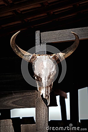 Hung cattle skull Stock Photo