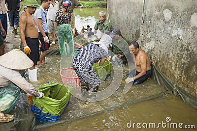 Hung Yen, Vietnam - July 26, 2015: People collect fish for weight after catching in pond before delivering to market Editorial Stock Photo