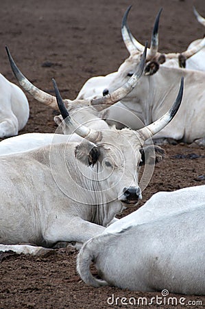Hungarian grey bulls Stock Photo