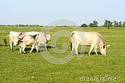 Hungarian grey cattle Stock Photo