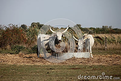 Hungarian Grey cattles Stock Photo