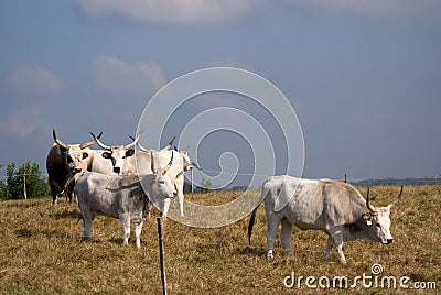 Hungarian grey cattles, Bugac, Hungary Stock Photo