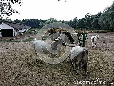 Hungarian grey cattles on a farm Stock Photo