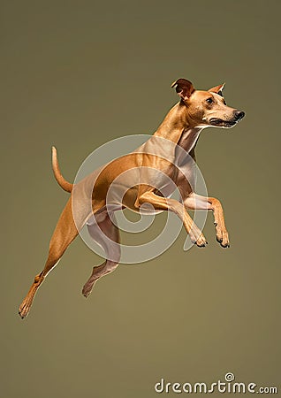 Hungarian greyhound dog while jumping Stock Photo