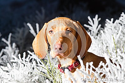 Hungarian hound dog Stock Photo