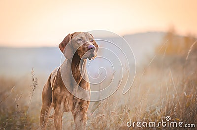 Hungarian hound pointer vizsla dog in autumn time in the field Stock Photo