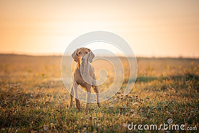 Hungarian hound pointer vizsla dog in autumn time in the field Stock Photo