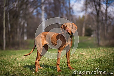 Hungarian hound portrait Stock Photo