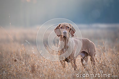 Hungarian hound vizsla dog in field Stock Photo