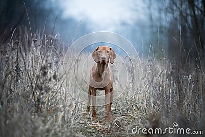 Hungarian hound vizsla dog Stock Photo