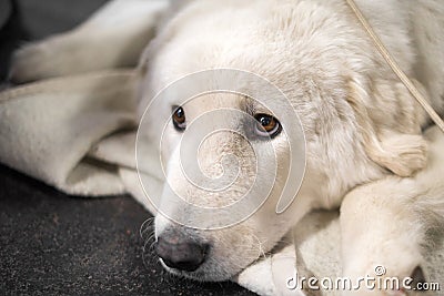 Hungarian Kuvasz dog portrait with beautiful intelligent eyes Stock Photo