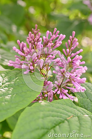 Hungarian lilac Syringa Josikaea, close-up of pink buds Stock Photo