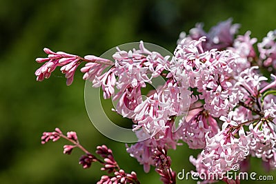 Hungarian lilac (syringa josikaea) flowers Stock Photo