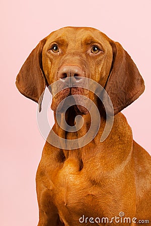 Hungarian or Magyar Vizsla Stock Photo