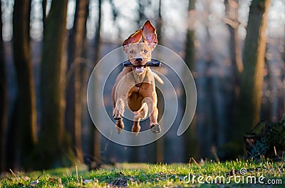 Hungarian pointer hound dog Stock Photo