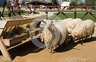 Hungarian racka sheep Stock Photo